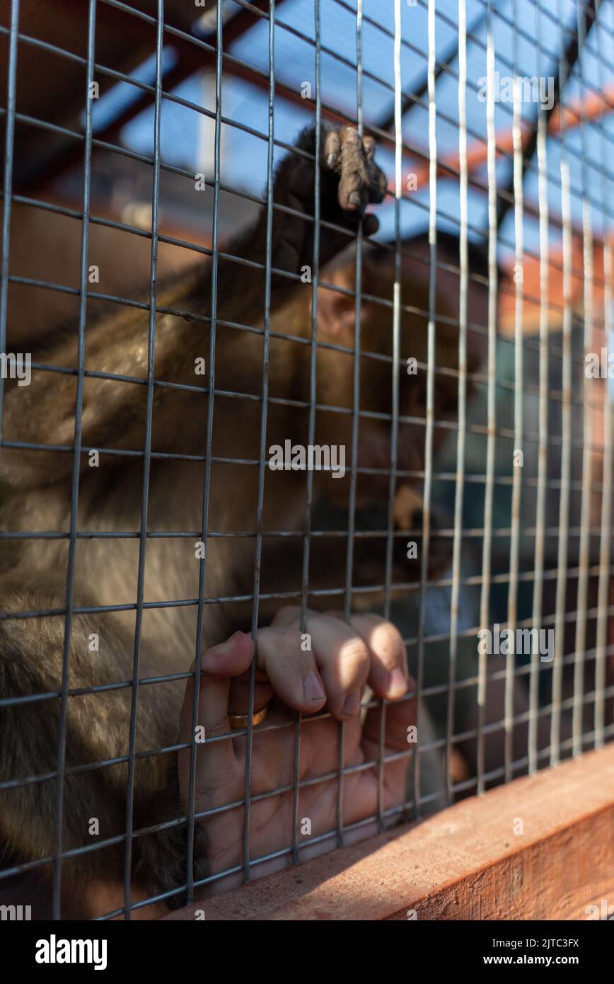 Monkey market cage hi-res stock photography and images - Alamy