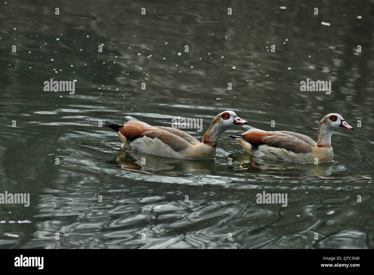 A group of Egyptian Geese or Alopochen aegyptiaca in a lake in South Park Sofia, Bulgaria Stock Photo