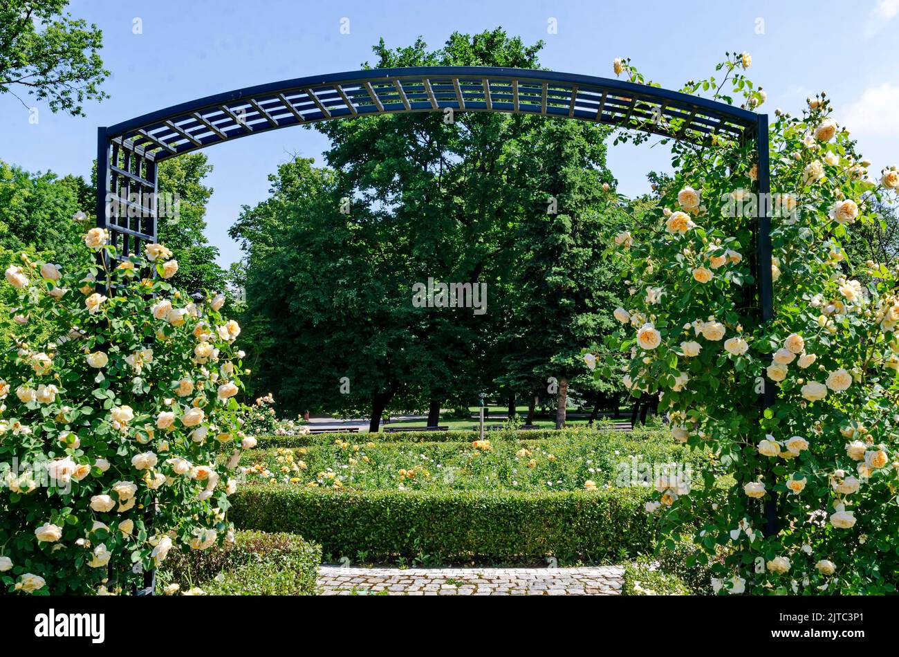 Part of a rose garden with beautiful bushes with white flowers, Sofia, Bulgaria Stock Photo