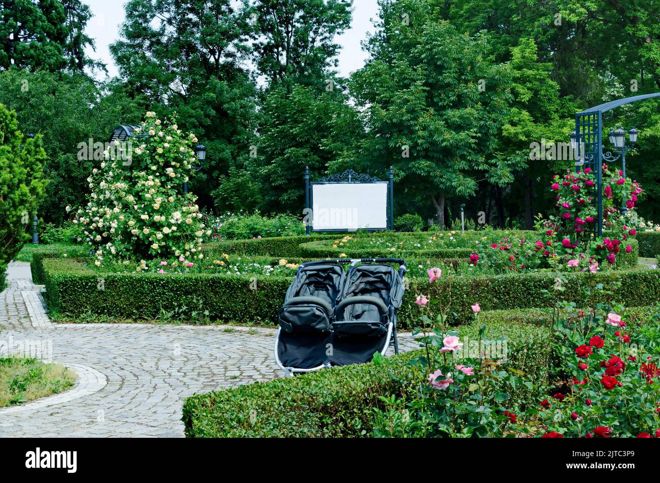 Part of a rose garden with beautiful bushes in bloom and a parked pram or baby stroller, Sofia, Bulgaria Stock Photo