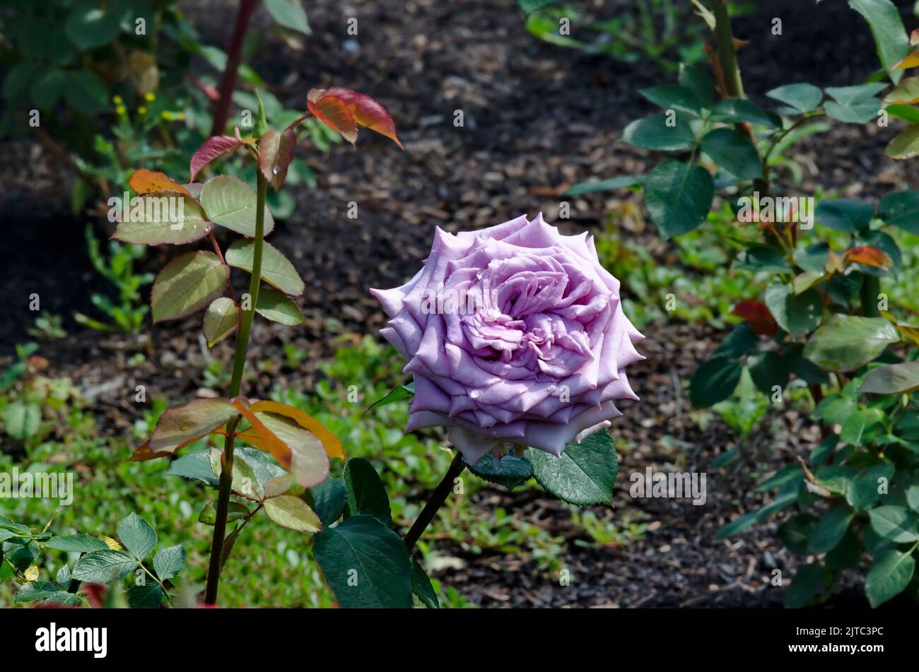 Flowering rose bush in the garden with pastel lilac flowers covered with raindrops, Sofia, Bulgaria Stock Photo