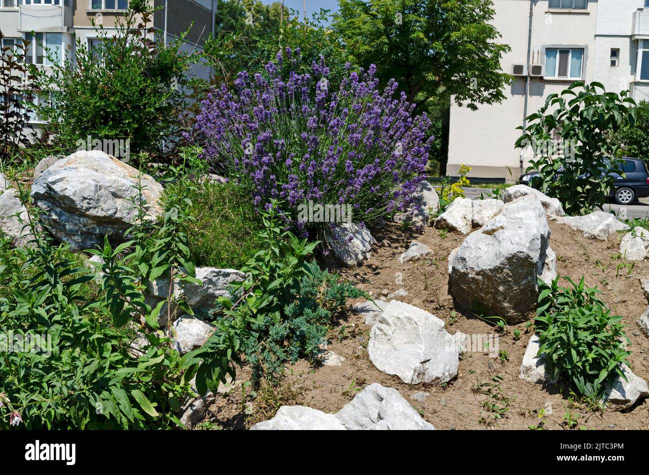 Fresh flowering lavender in the rockery garden with perennial plants, Sofia, Bulgaria Stock Photo
