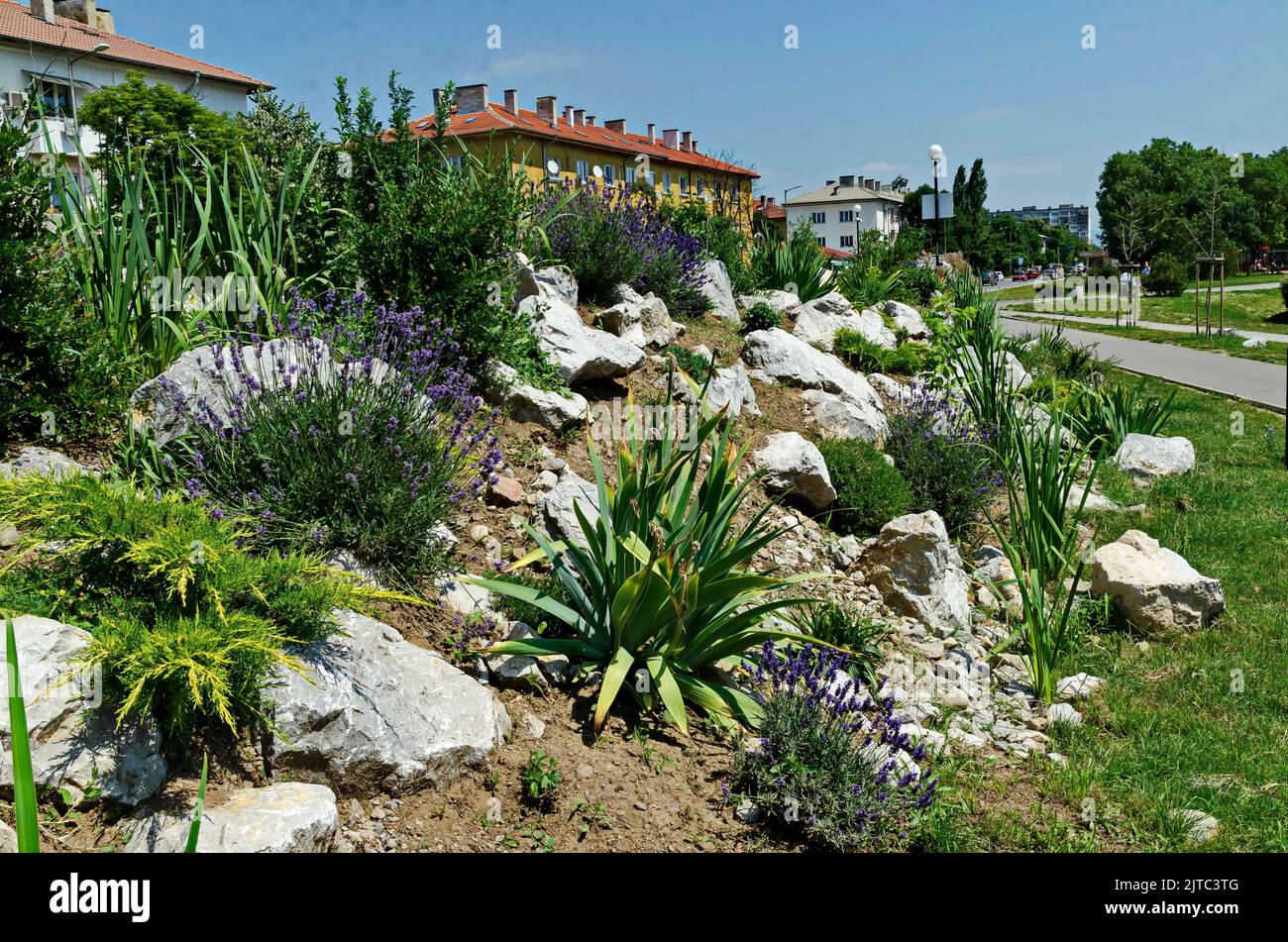 Fresh flowering lavender in the rockery garden with perennial plants, Sofia, Bulgaria Stock Photo