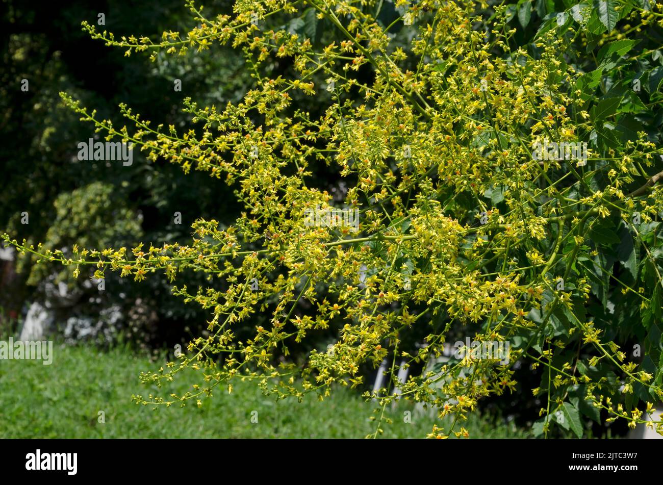 Close-up blossom branch of tree of heaven or Ailanthus altissima, Sofia, Bulgaria Stock Photo