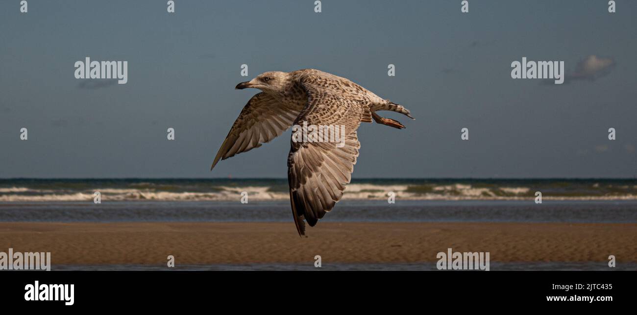mouette qui vole le long de la plage et de l'océan. Mer et ciel Stock Photo