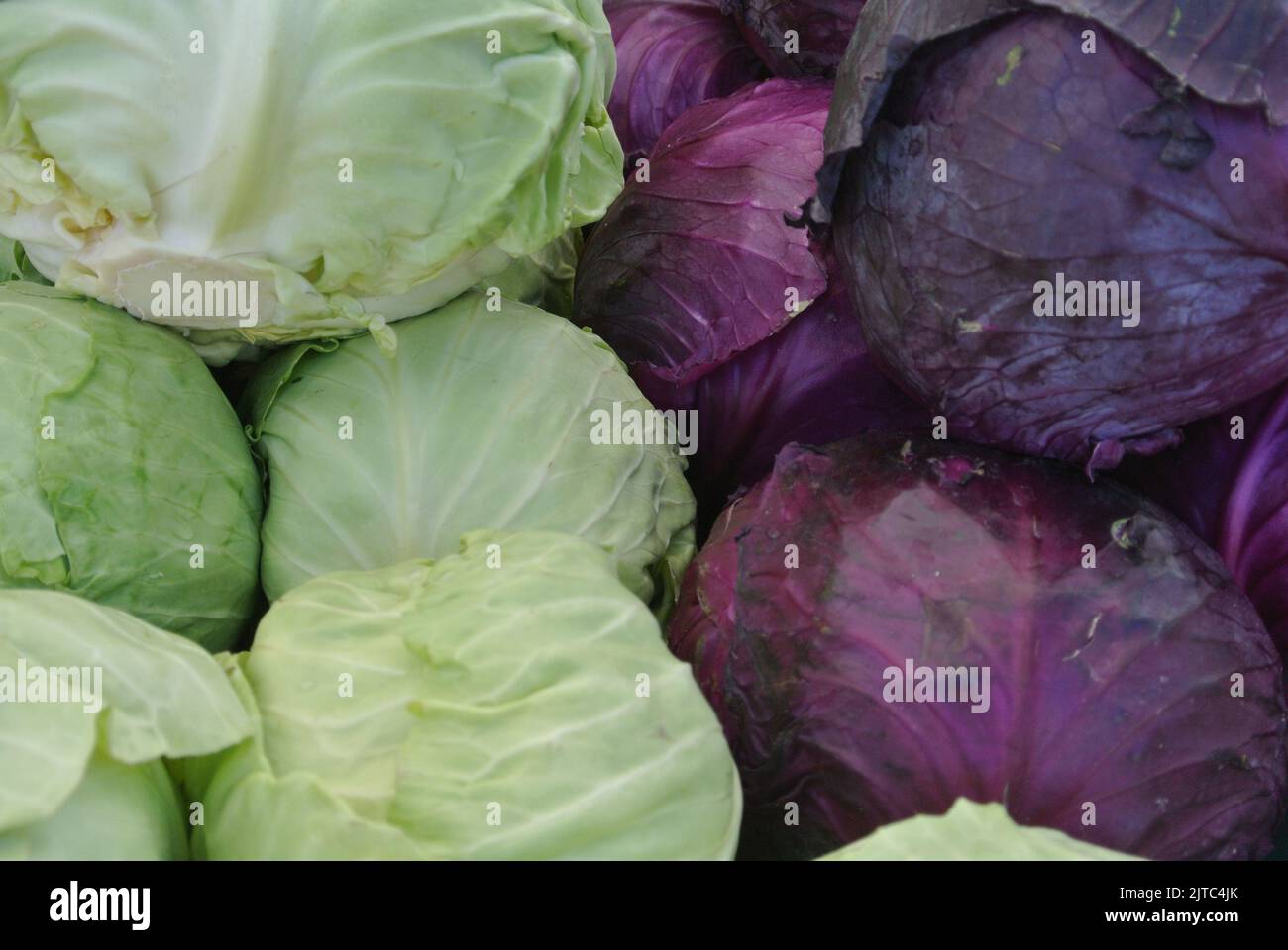 Purple and green cabbage, pile of cabbage vegetable Stock Photo Alamy