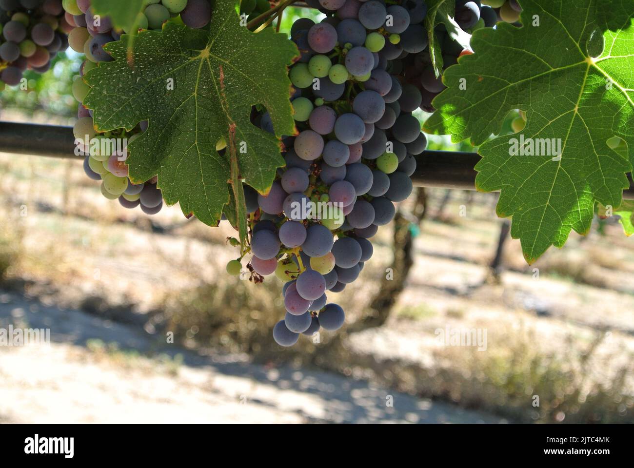 Grapes growing on grape vine, winery, red and green grapes in vineyard Stock Photo Alamy