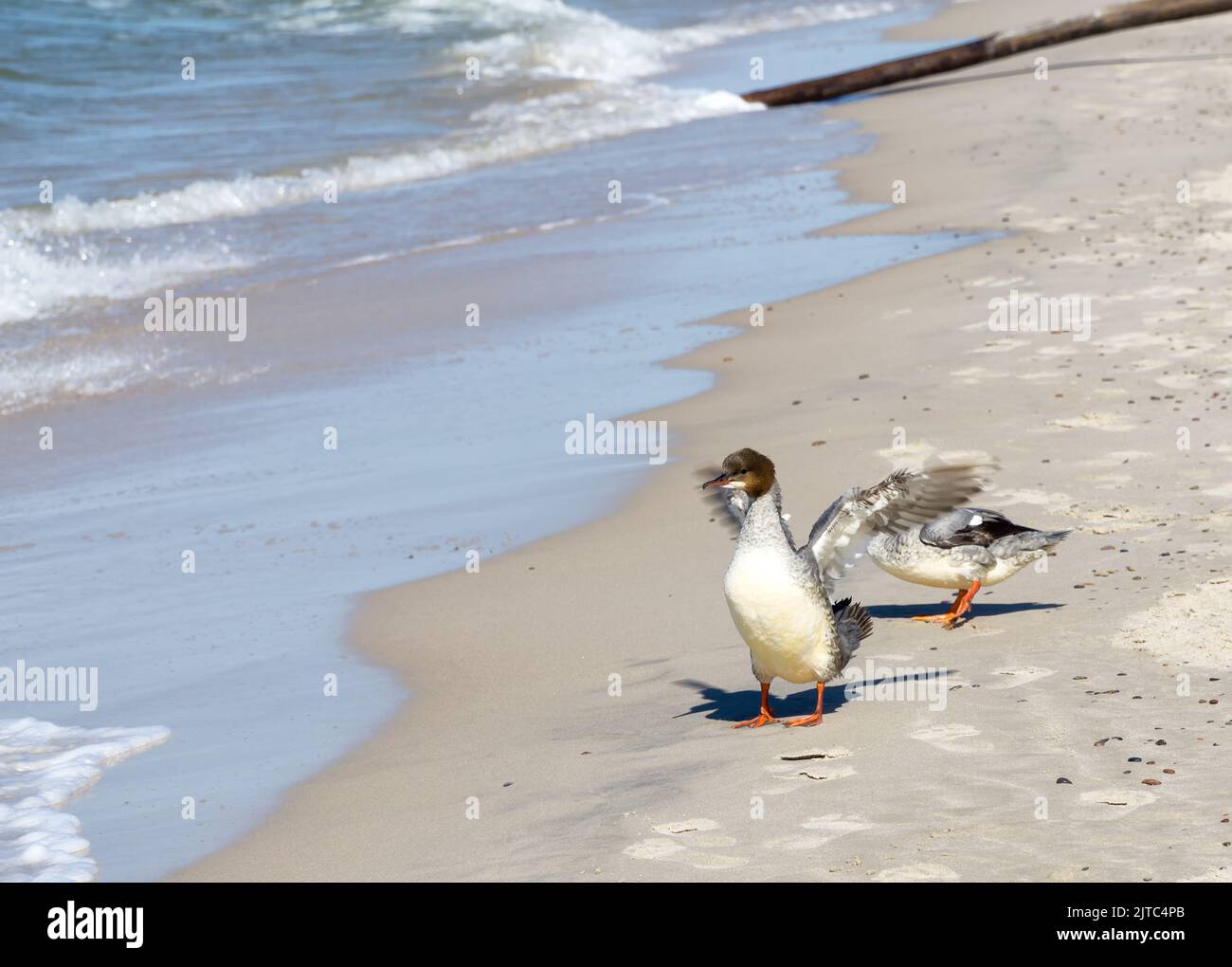 Goosander (Mergus merganser) stands on the sandy beach with outstretched wings on Baltic Sea coast, Slowinski National Park, Baltic Sea, near Leba, Po Stock Photo