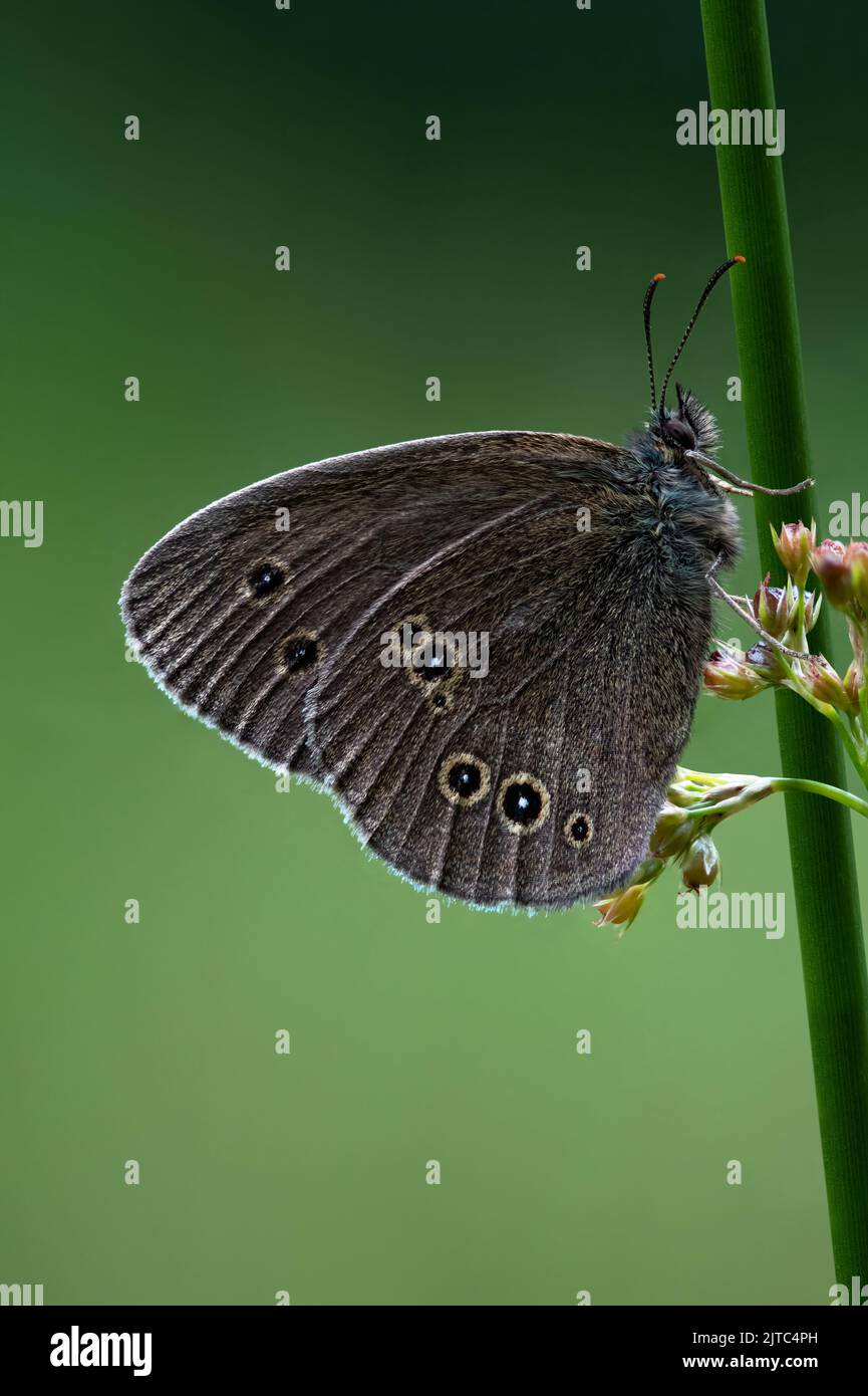 Ringlet Butterfly (Aphantopus hyperantus) photographed in dark green rushes at the edge of a pond Stock Photo