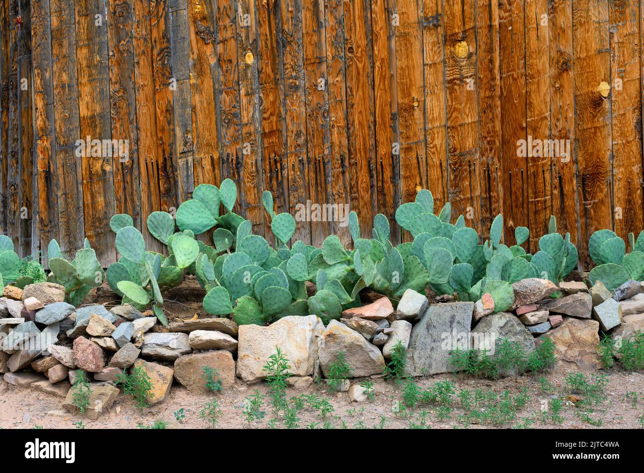 Cactuses (Cacti) in front of wooden fence at home in Los Cerrollos, New Mexico Stock Photo