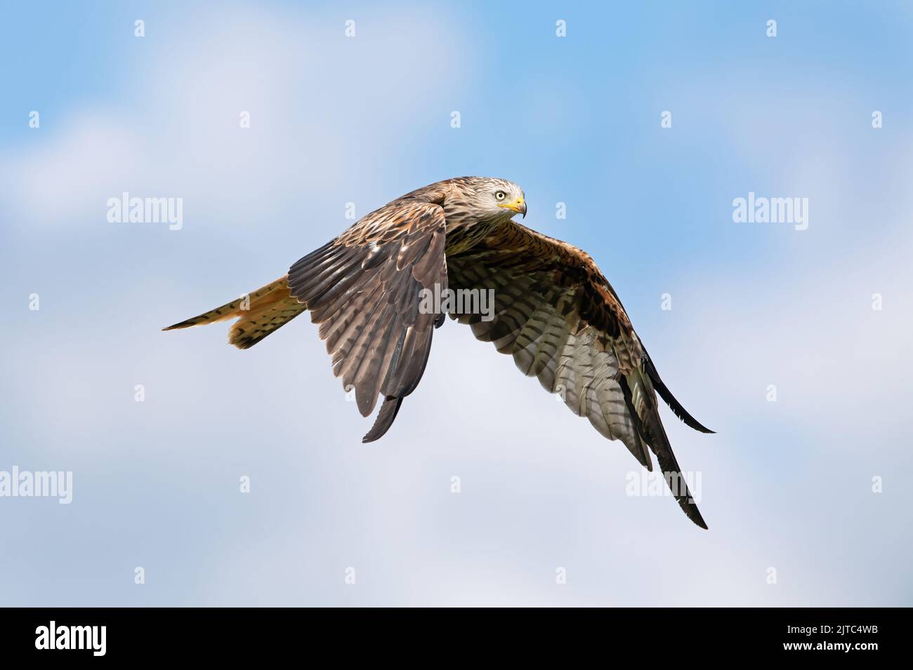 Red Kite (Milvus milvus) flying through a summer sky Stock Photo