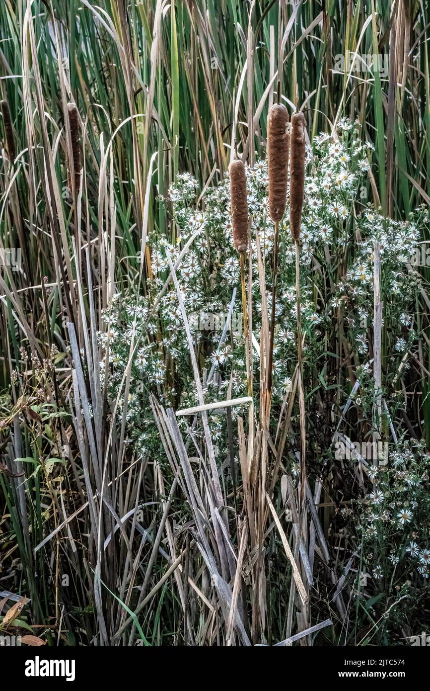 Cattails and white aster wildflowers growing in the fall at Heritage