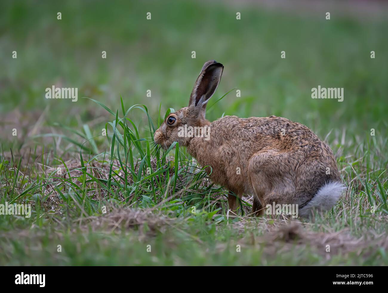 Brown Hare Lepus europaeus sniffing and smelling of the grasses on a North Norfolk piece of farmland. UK Stock Photo