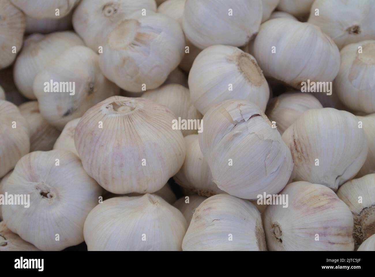 Bunch of garlic, grocery shopping, freshly picked garlic cloves, cloves