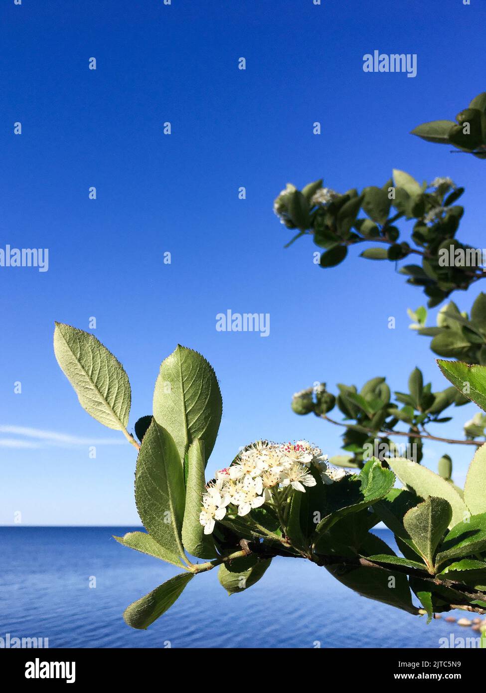 Blooming aronia tree in front of sea and blue sky. Stock Photo