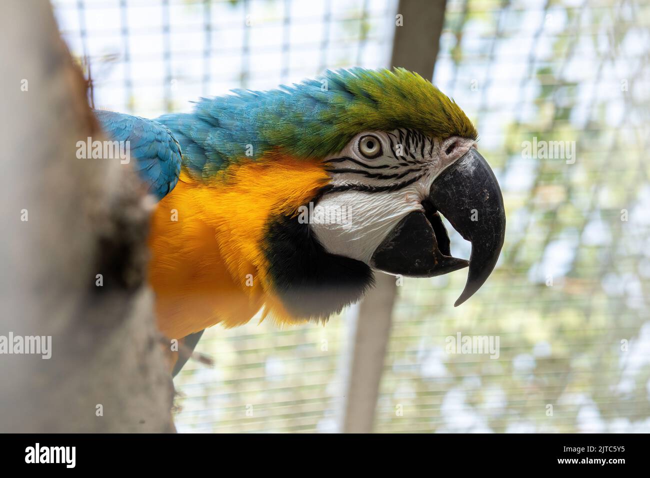 Yellow and blue macaw parrot portrait.Parrot in the cage Stock Photo ... - Basic Blue And Yellow Macaw Parrot Cages