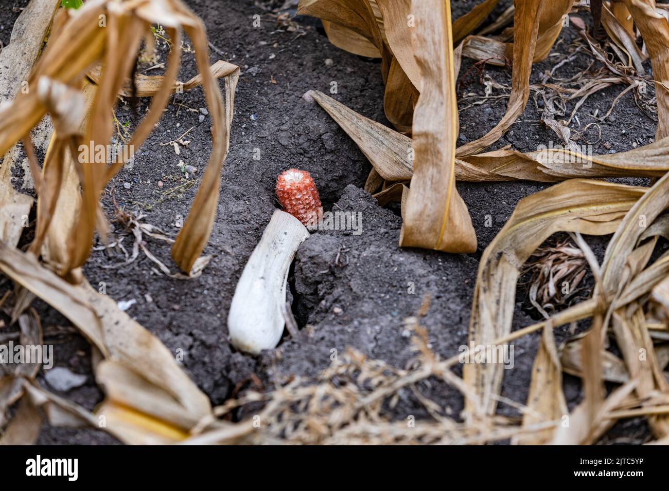 Withered corn on the dry ground after heat wave in a corn field, Germany Stock Photo