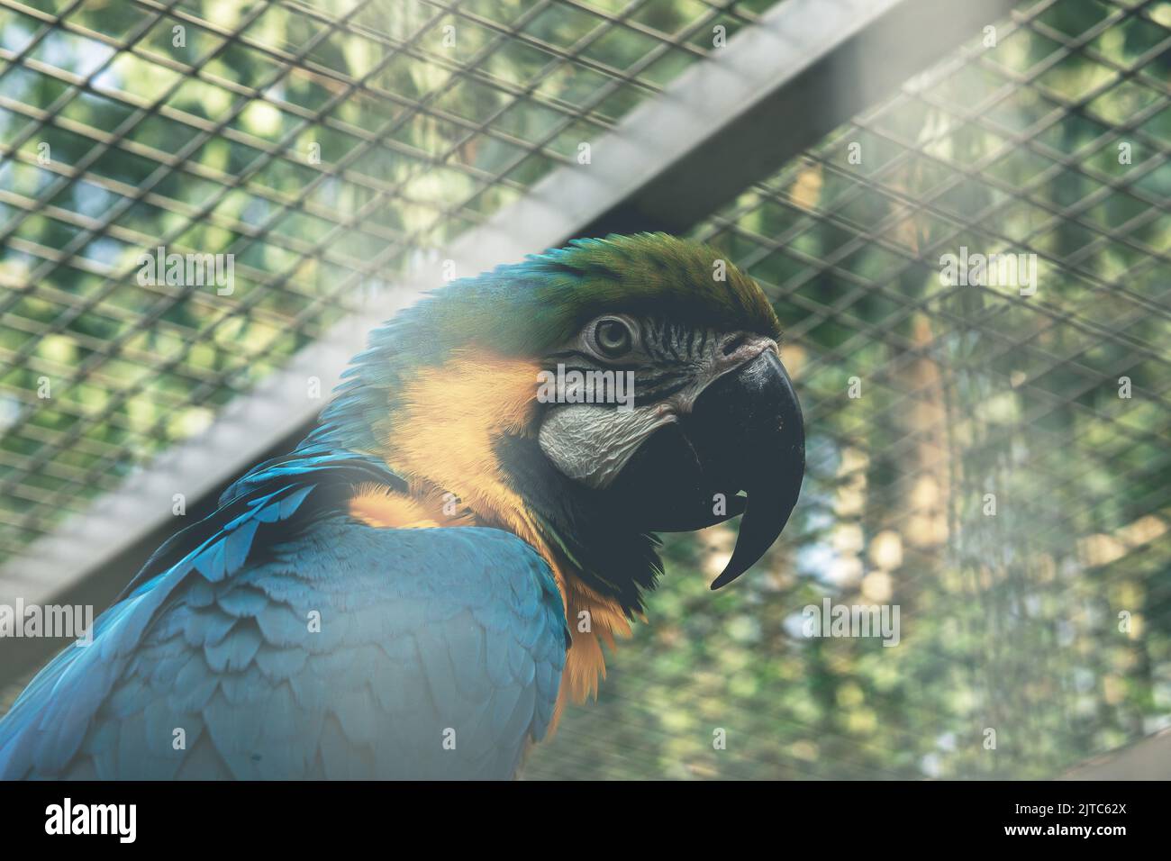 Yellow and blue macaw parrot portrait.Parrot in the cage Stock Photo ... - Basic Blue And Yellow Macaw Parrot Cages