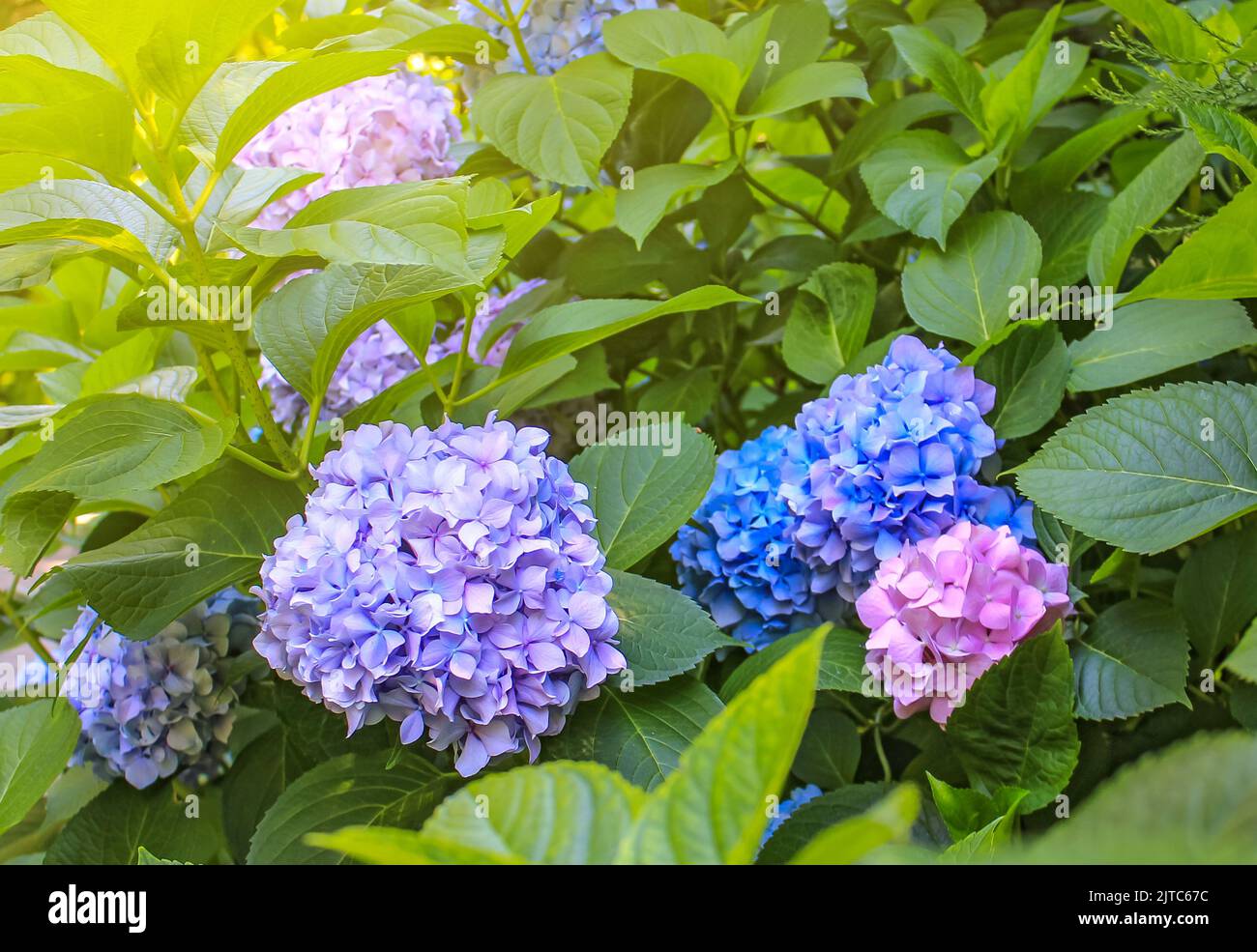 Purple Hydrangea flower (Hydrangea macrophylla) in a garden Stock Photo ...