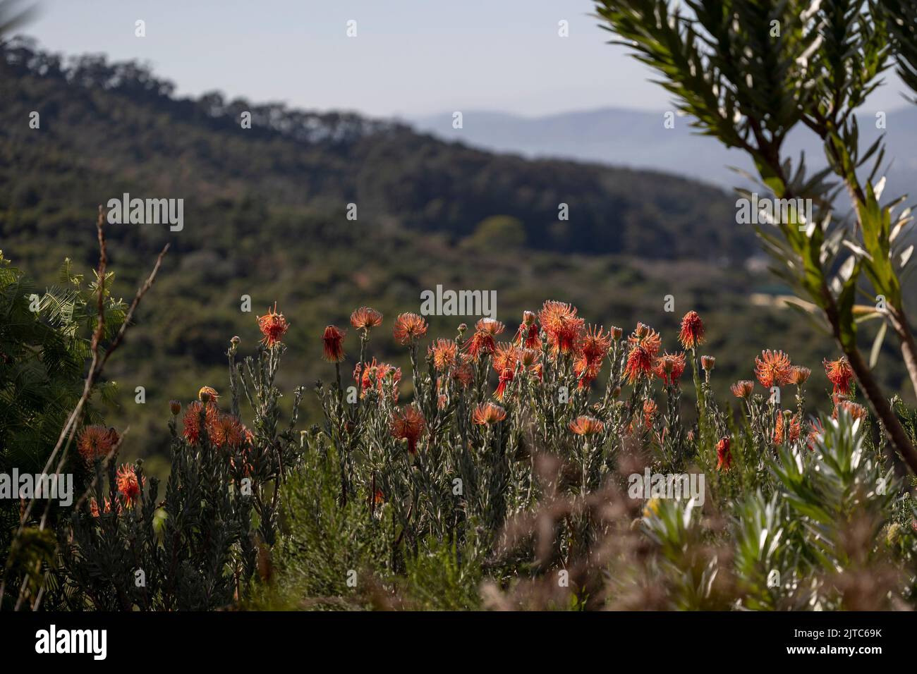 A beautiful shot of Leucospermum gerrardii shrubs Stock Photo