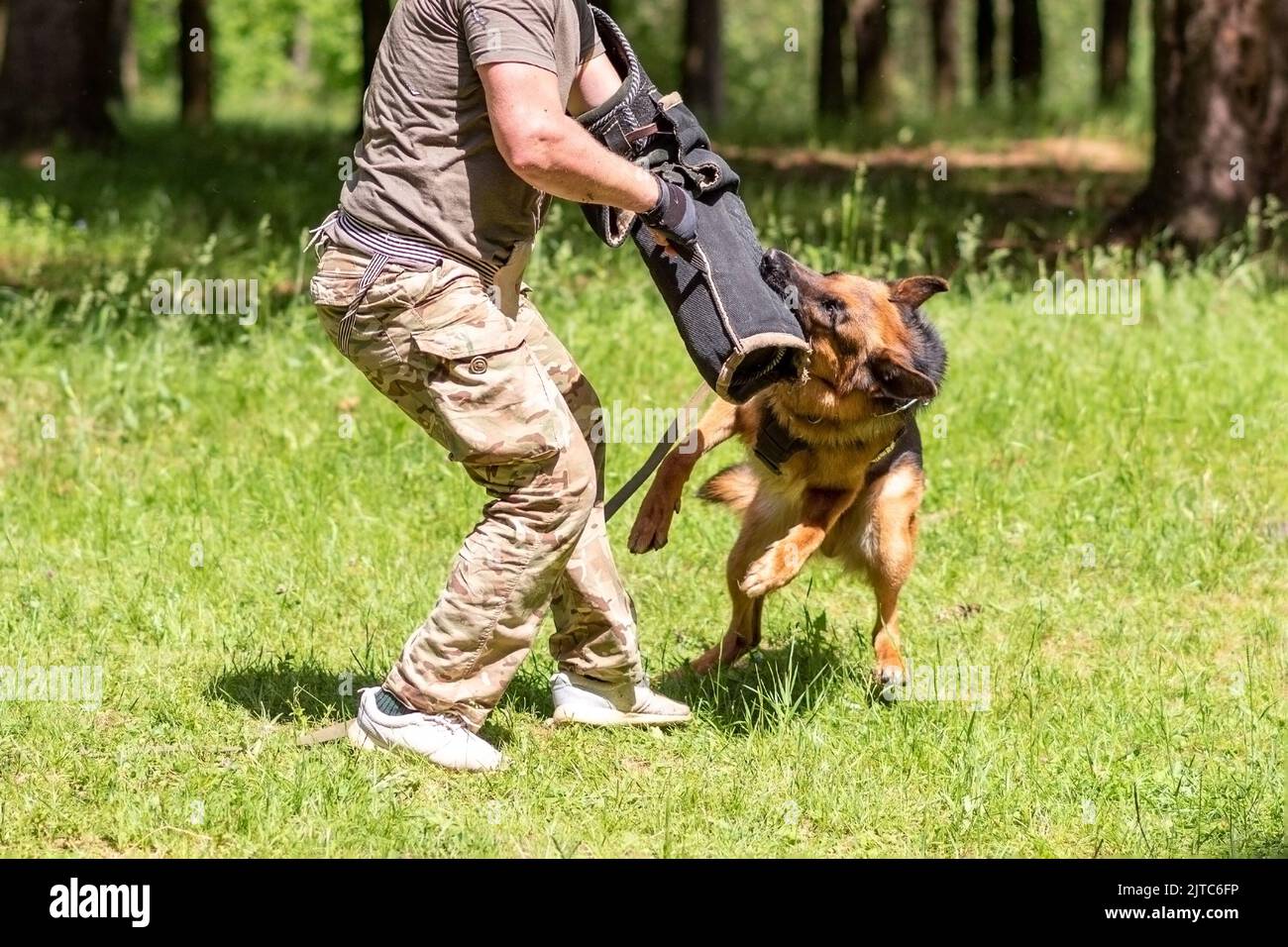 German Shepherd attacking dog handler during aggression training. High