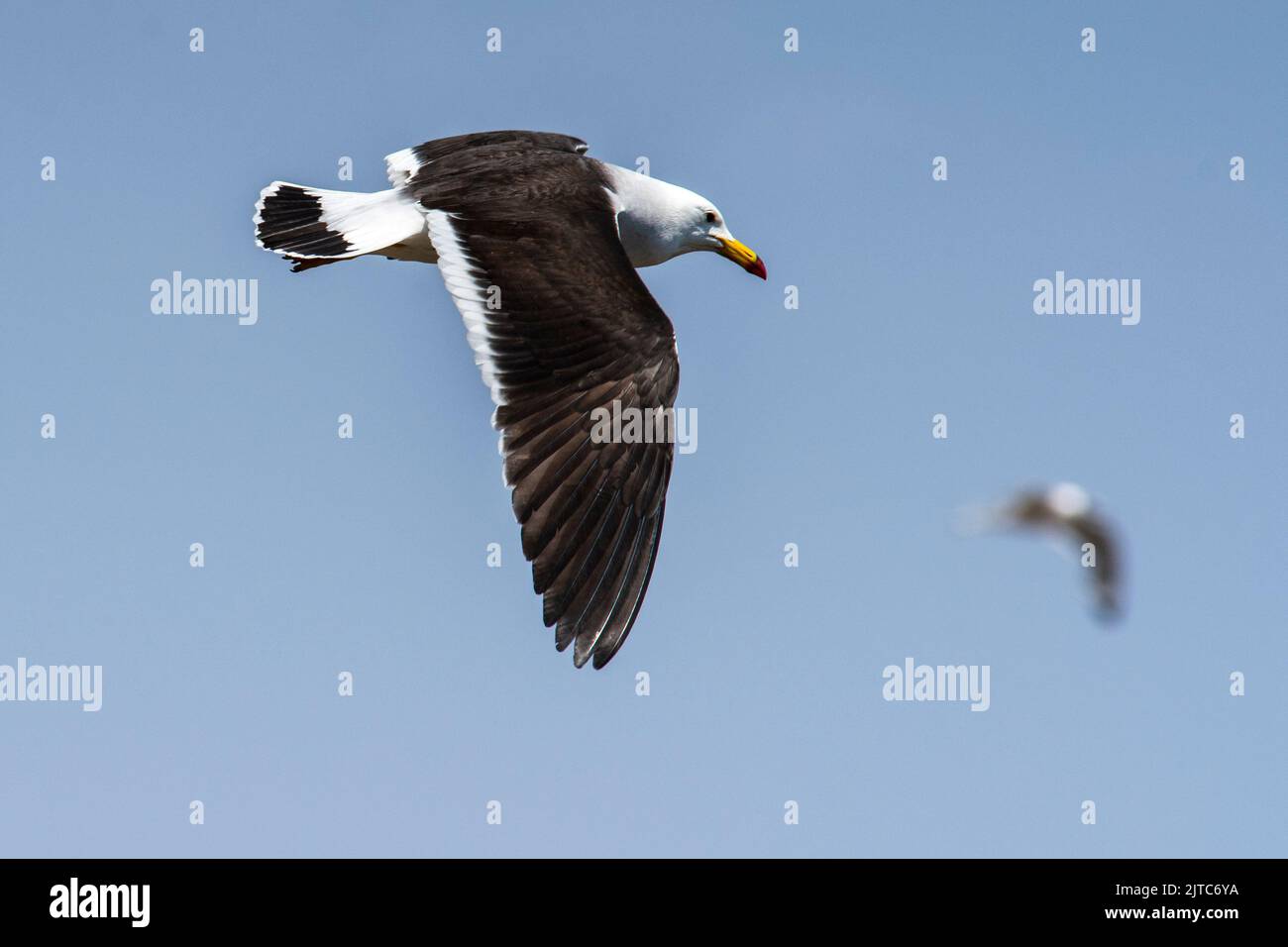 Larus belcheri or Gaviota peruana (Belcher's gull) resident, flying over at Playa La Arenilla, La Punta, Callao, Perú. Stock Photo