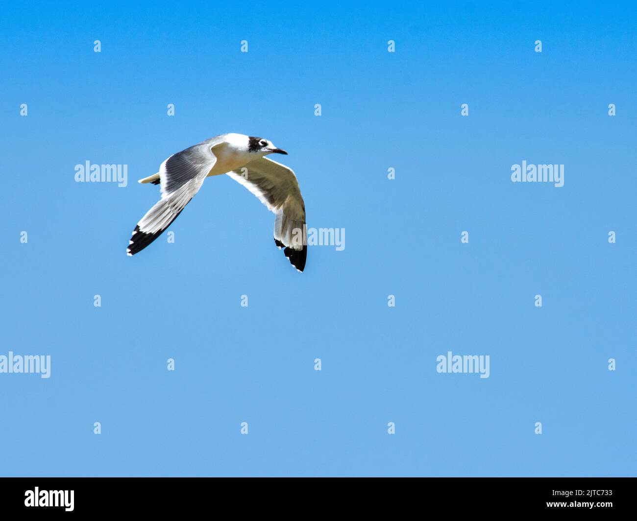 One migratory Leucophaeus pipixcan flying over Callao, Perú. Stock Photo