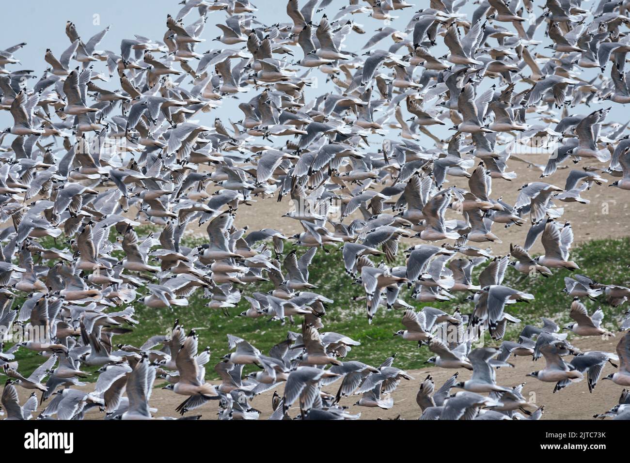 Migratory Leucophaeus pipixcan, Franklin's gull, Gaviotas de Franklin flying over Pantanos de Villa in Lima. Stock Photo