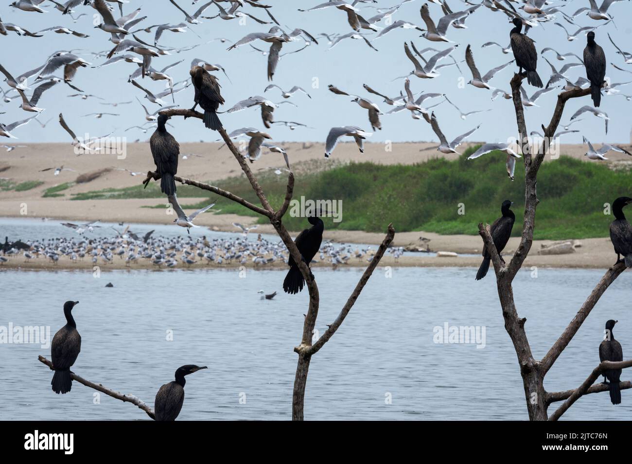 Resident Phalacrocorax brasilianus standing on a tree and Migratory Leucophaeus pipixcan flying over Pantanos de Villa in Lima. Stock Photo
