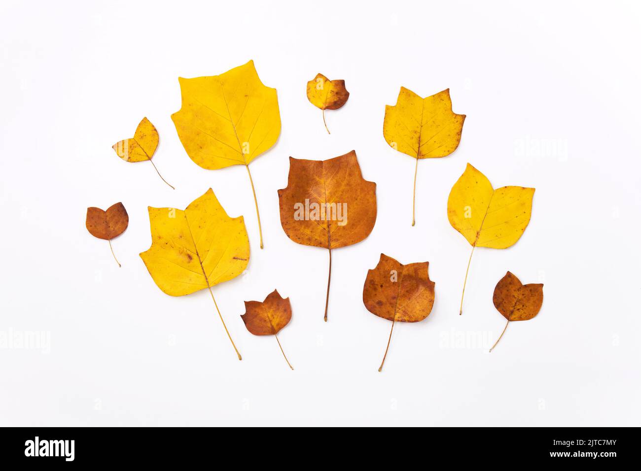 Composition of golden decorative autumn leaves on white background. Flat lay, top view minimal neutral floral arrangement. Elegant seasonal decoration Stock Photo