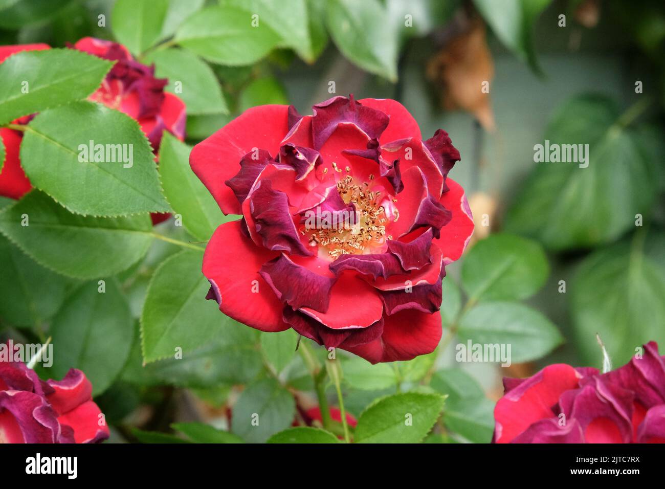A burnt red climbing rose, with petals scorched in a heatwave Stock ...