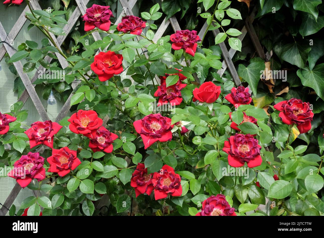 A burnt red climbing rose, with petals scorched in a heatwave Stock ...