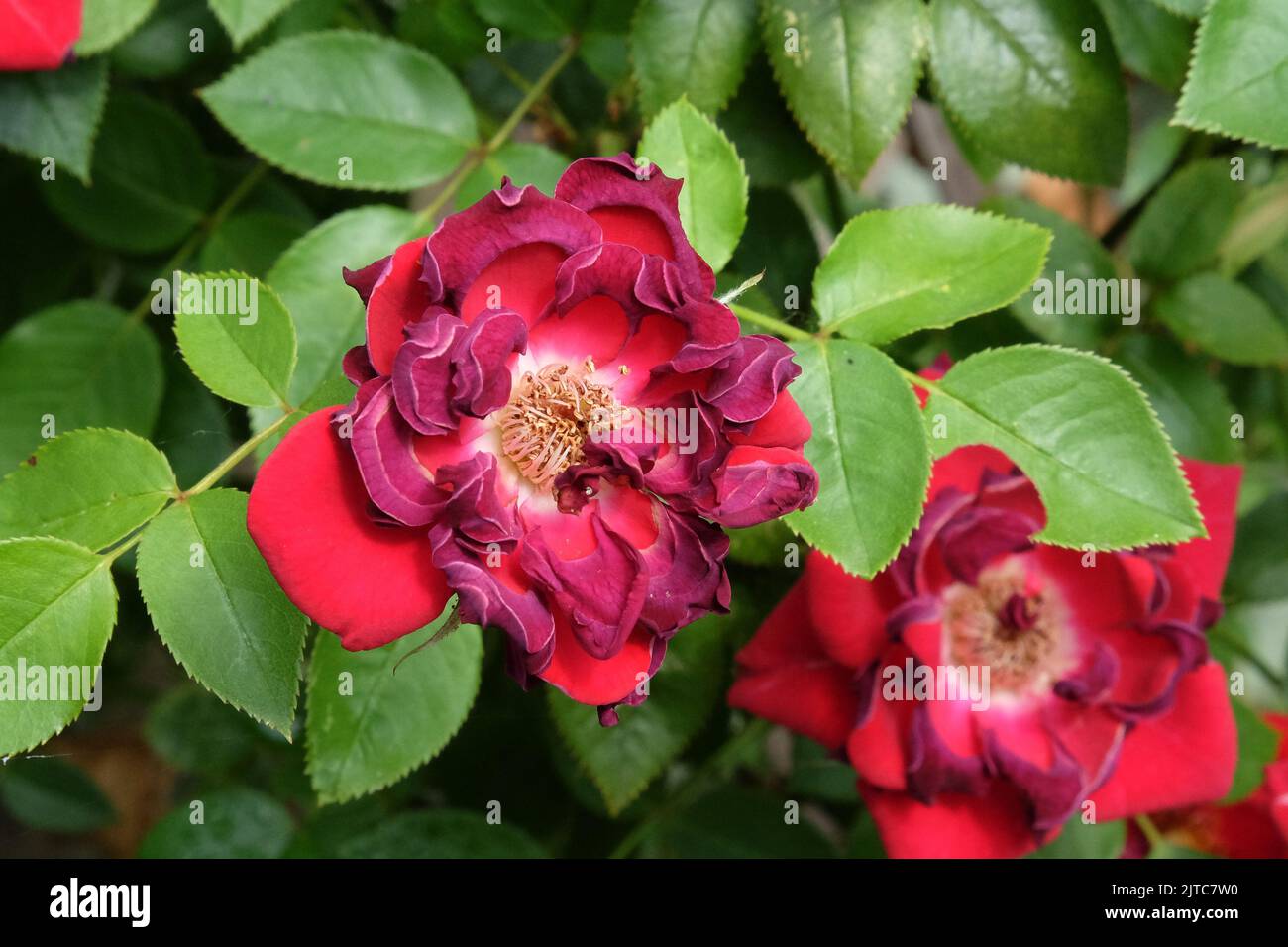 A burnt red climbing rose, with petals scorched in a heatwave Stock ...