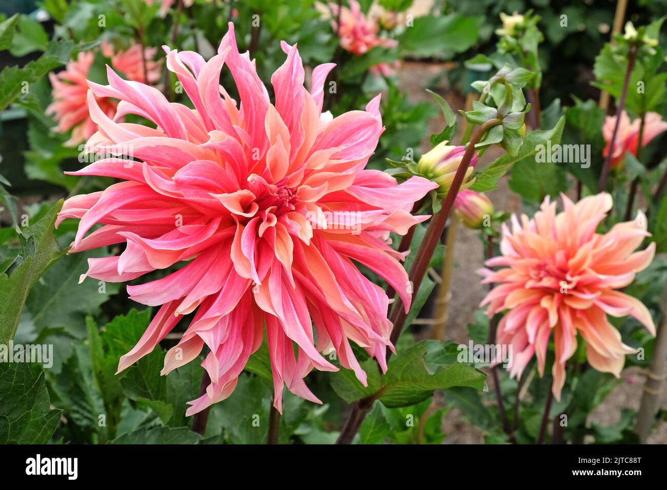 Decorative Dahlia 'Labyrinth' in flower Stock Photo Alamy