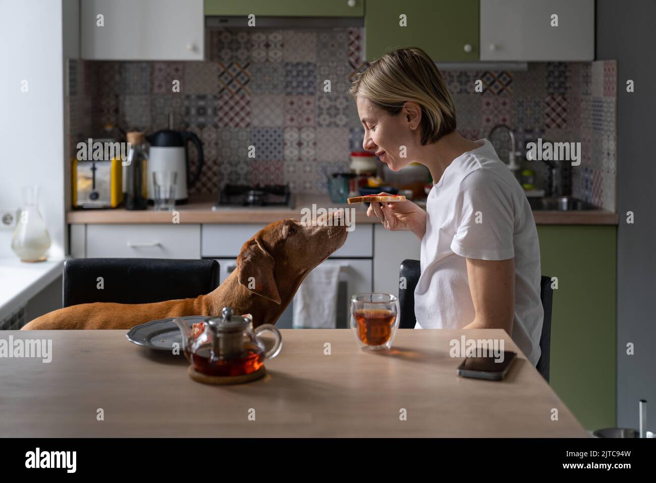 Middle-aged woman eats sandwich with jam and teases favourite Vizsla dog in kitchen Stock Photo