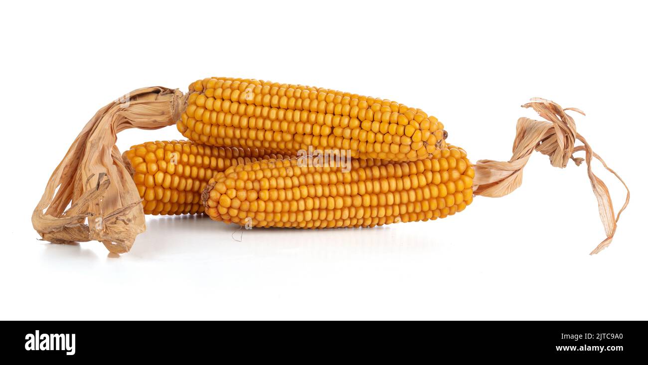 Three Ears Of Dried Corn On A White Background Stock Photo Alamy