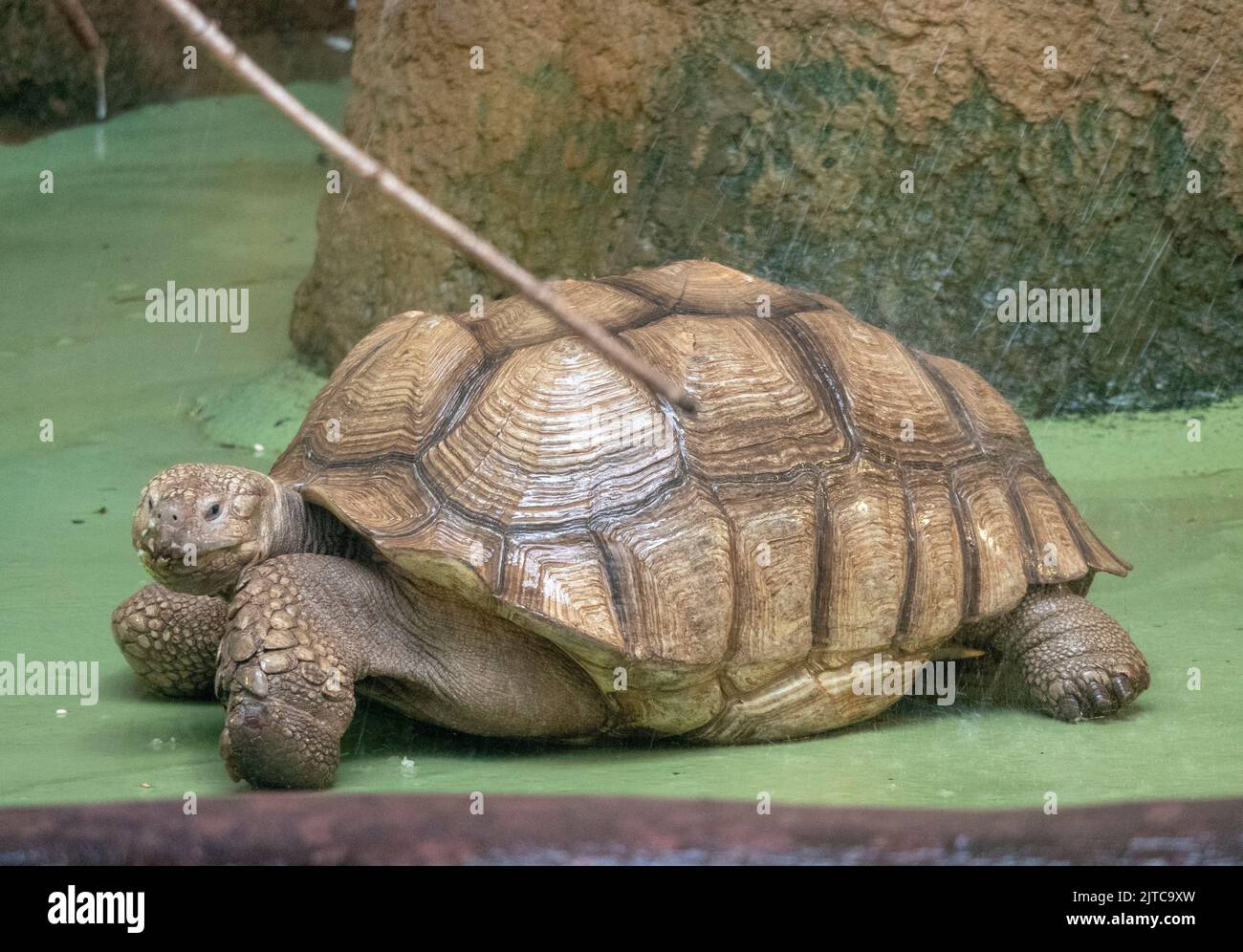 Sulcata tortoise takes a shower of water Stock Photo Alamy