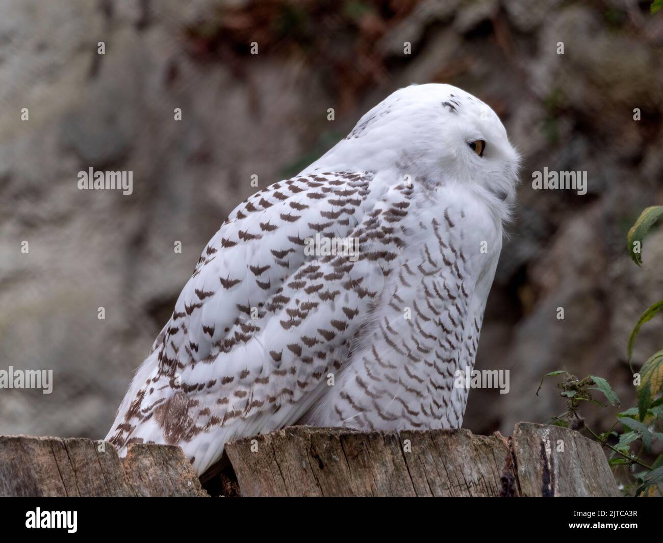 Snowy owl Bubo scandiacus or Nyctea scandiaca sitting on a stick Stock ...
