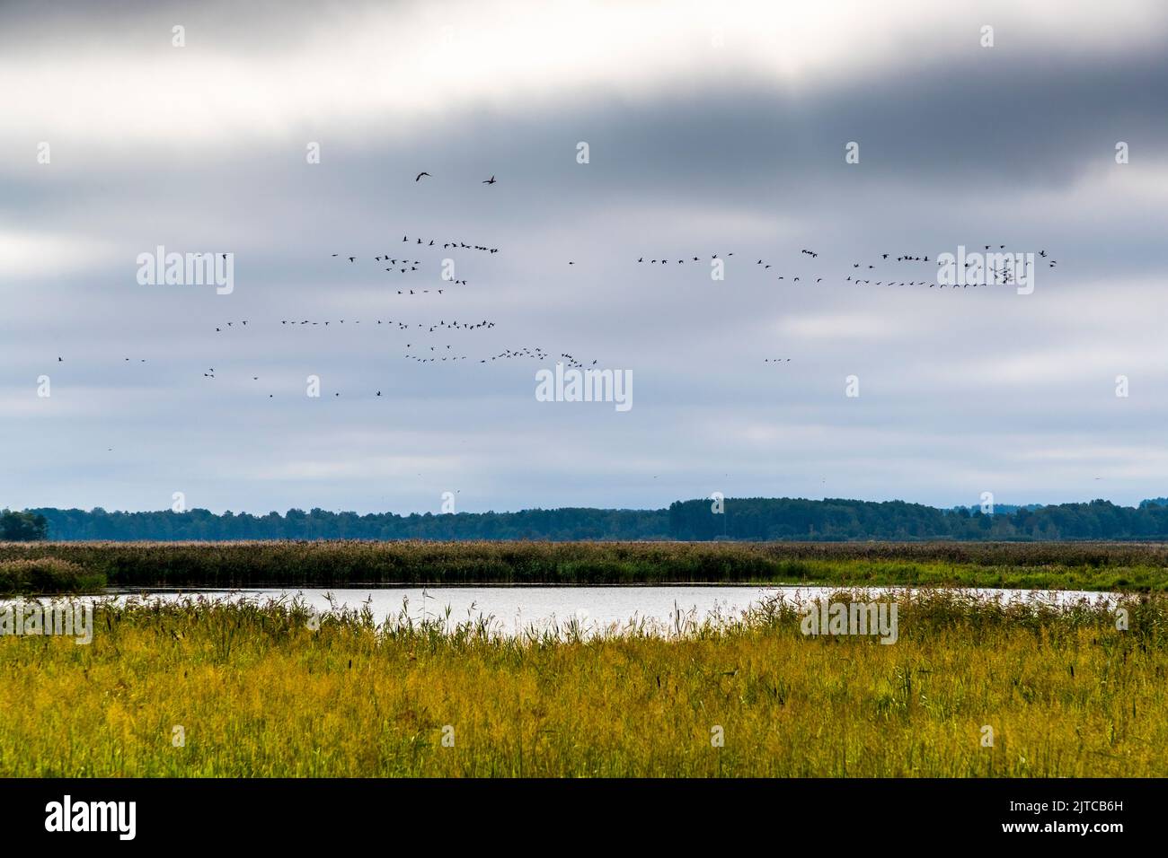Flocks of geese gather for their flight to the south near Örebro, Sweden Stock Photo