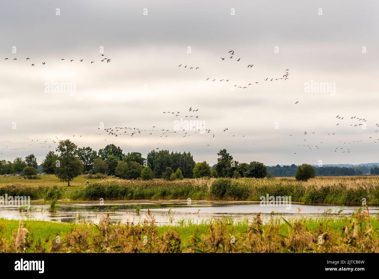 Flocks of geese gather for their flight to the south near Örebro, Sweden Stock Photo