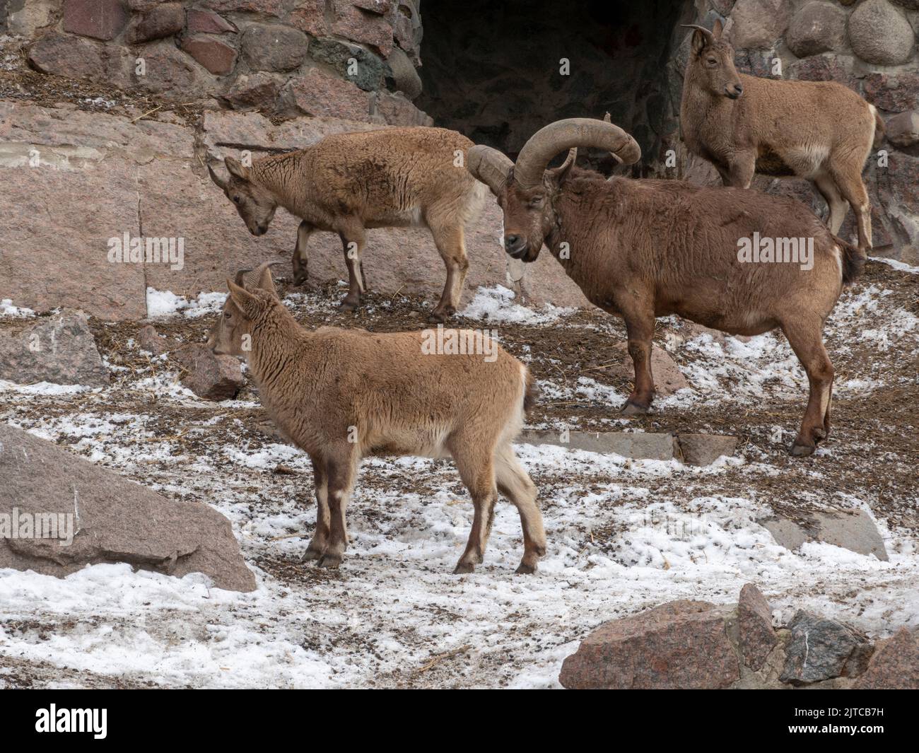 Beautiful mountain goat with helical long horns on the background of rocks. Stock Photo