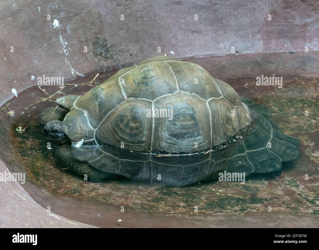 Sulcata tortoise takes a shower of water Stock Photo Alamy