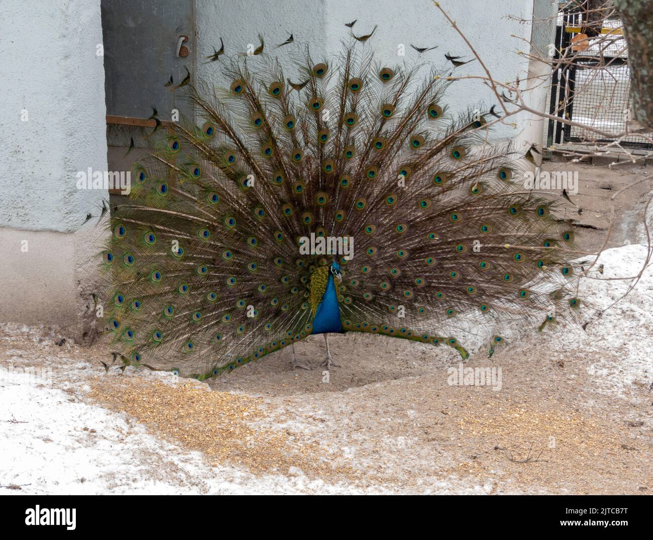 Close view of a beautiful, displaying male peacock Stock Photo - Alamy