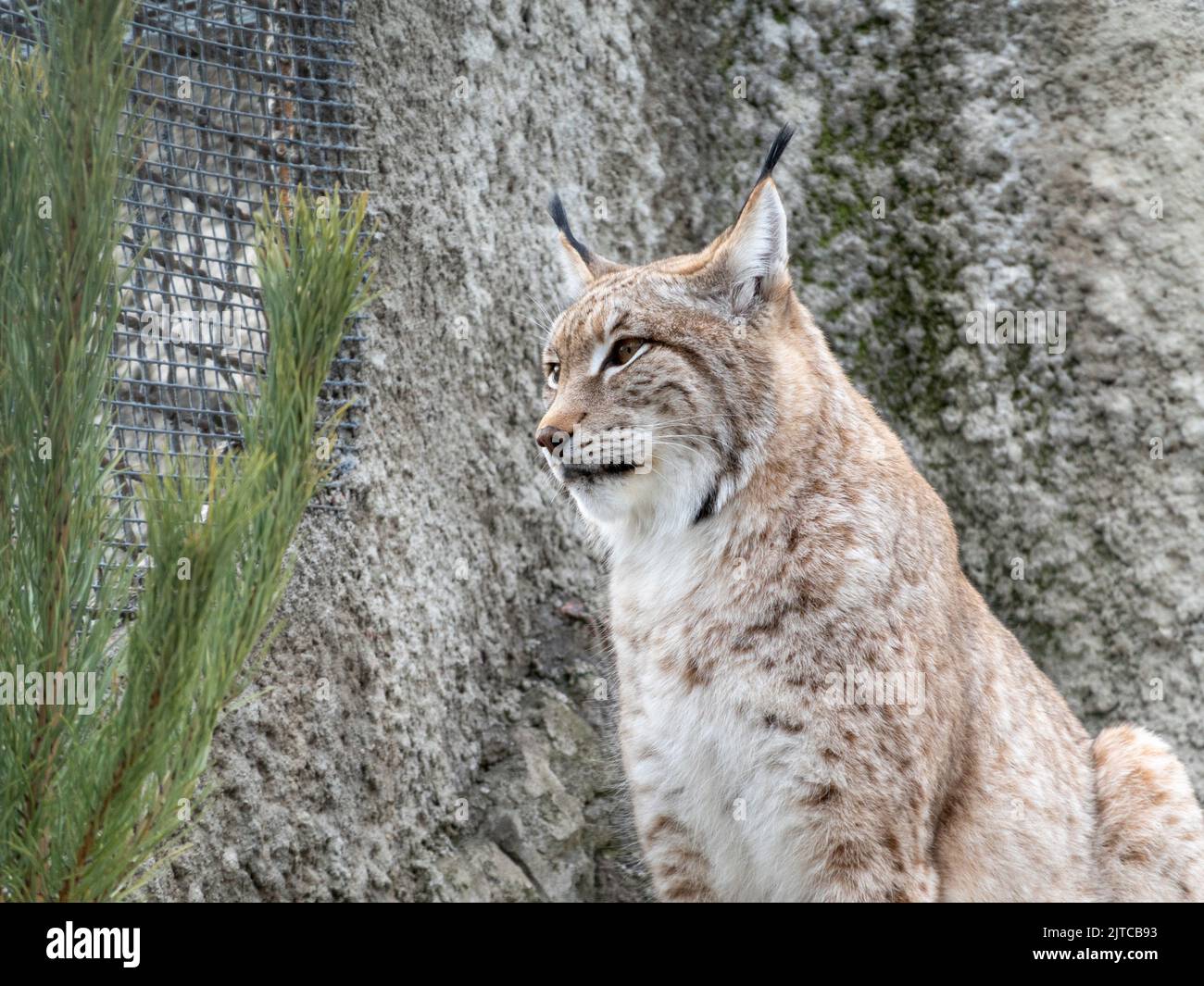 Lynx looks with predatory eyes from the shelter. Stock Photo