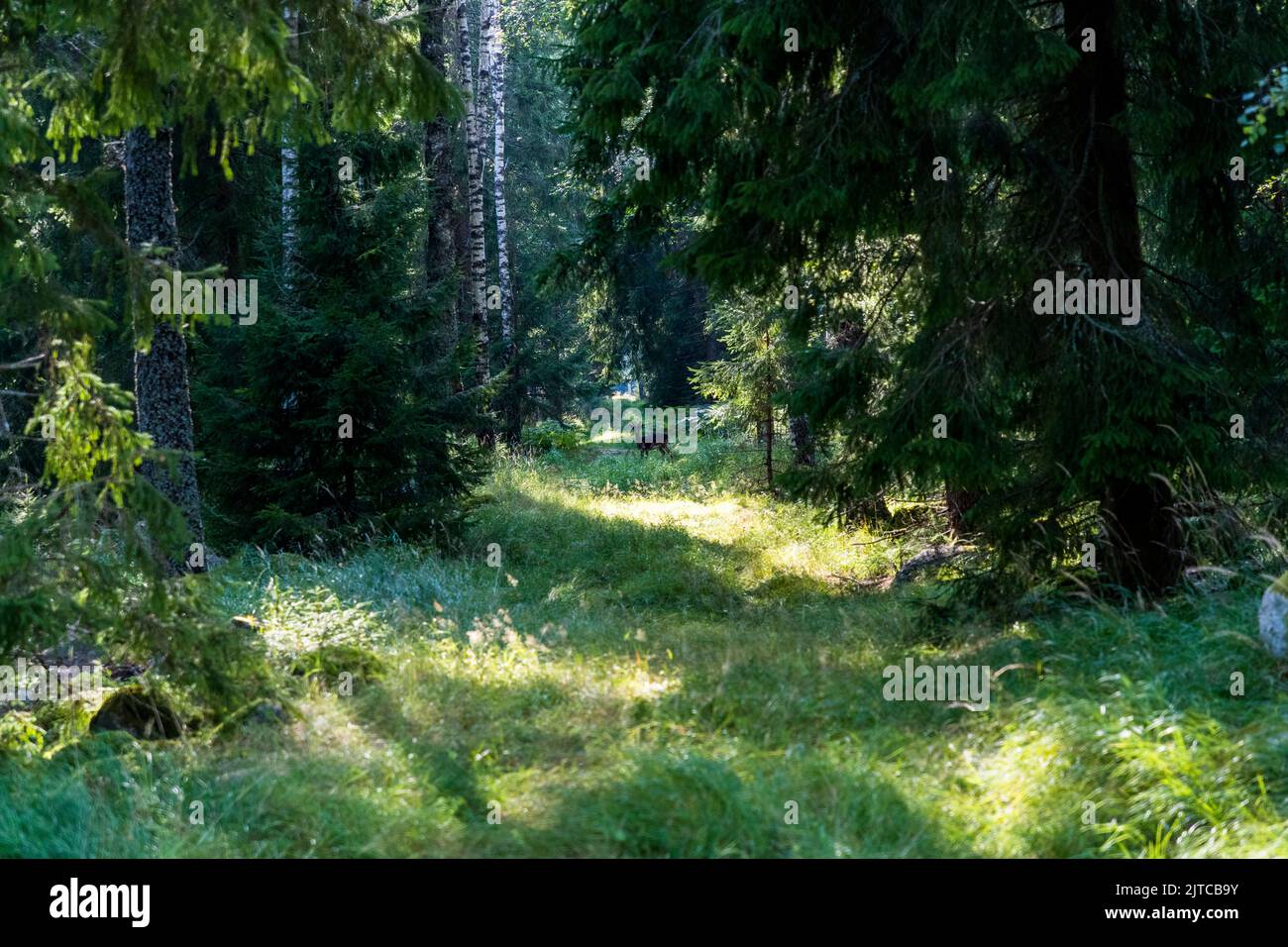 Shy deer in a forest clearing near Örebro kommun, Sweden Stock Photo