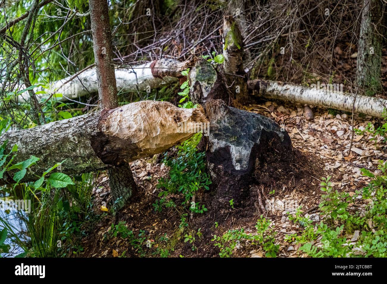 Tree cut down by a beaver on the lake shore near Vingåkers kommun ...