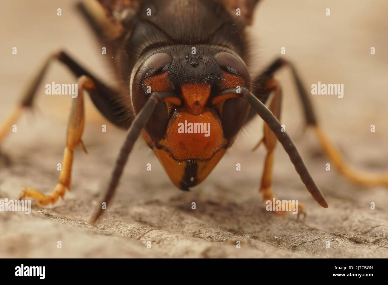 Detailed closeup on the head of an aggressive and invasive Asian hornet, Vespa velutina Stock Photo