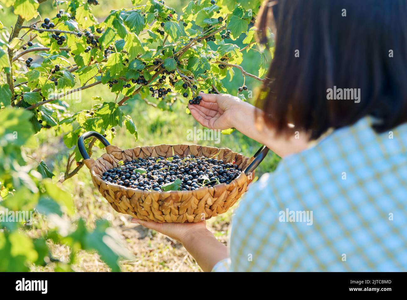 Harvesting picking ripe blackcurrants in summer garden Stock Photo - Alamy