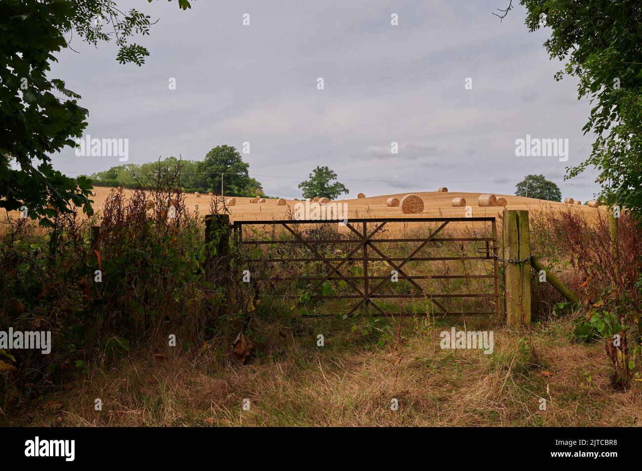 closed metal gate in hedgerow in english countryside in front of harvested wheat field and straw bales Stock Photo