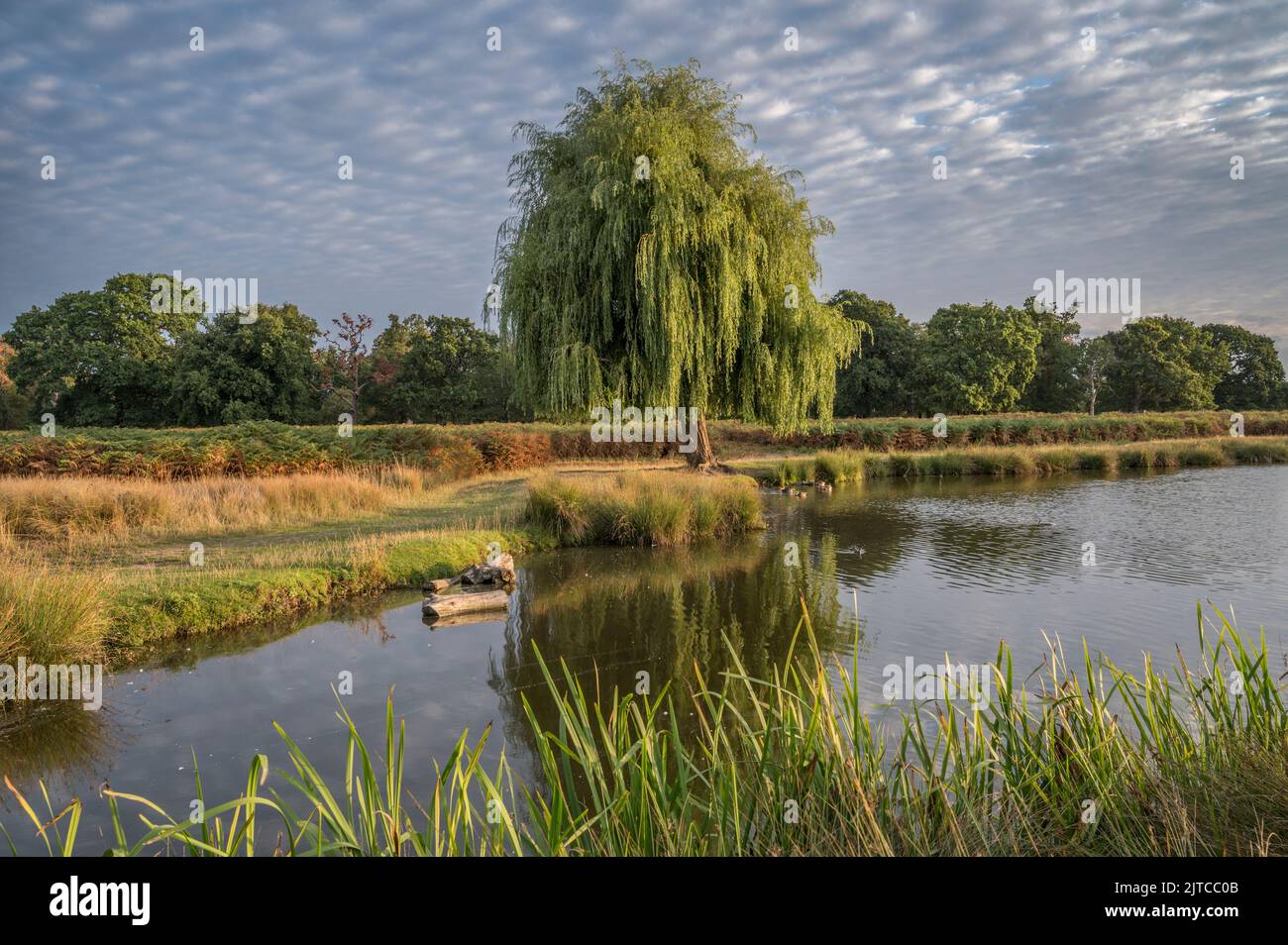 Bright August sunny morning at Bushy Park in the UK Stock Photo